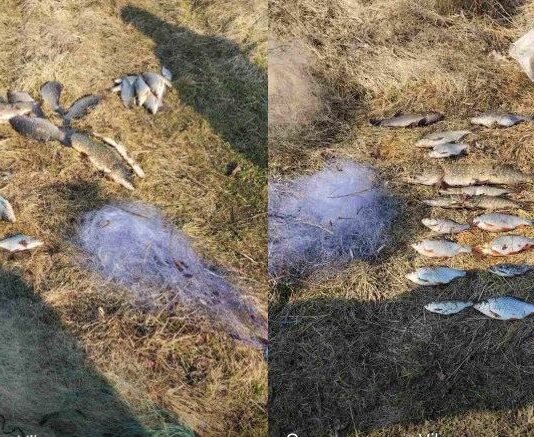 Натягав сітками риби на майже 50 тис грн: на Чернігівщині спіймали браконьєра