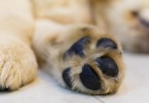 У Чернігові виявили мертву собаку: розпочато кримінальне провадження