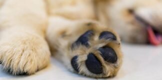 У Чернігові виявили мертву собаку: розпочато кримінальне провадження