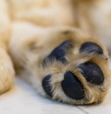 У Чернігові виявили мертву собаку: розпочато кримінальне провадження