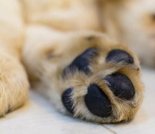 У Чернігові виявили мертву собаку: розпочато кримінальне провадження