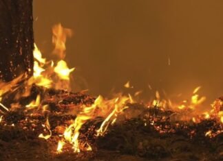 Горіло понад 5,5 гектарів сухої трави: на Чернігівщині за добу сталося 12 пожеж