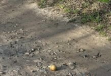 У Чернігові дорогою до школи дитина знайшла ручну гранату (Фото)