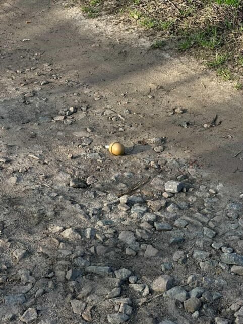 У Чернігові дорогою до школи дитина знайшла ручну гранату (Фото)