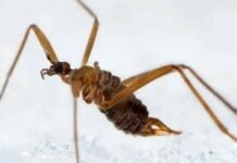 На Чернігівщині є комахи, для яких наша зима — комфортний сезон, а весна — час небезпеки