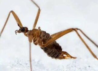 На Чернігівщині є комахи, для яких наша зима — комфортний сезон, а весна — час небезпеки