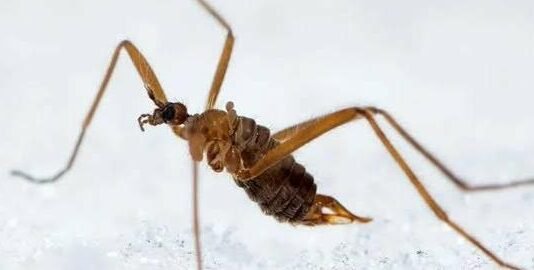 На Чернігівщині є комахи, для яких наша зима — комфортний сезон, а весна — час небезпеки