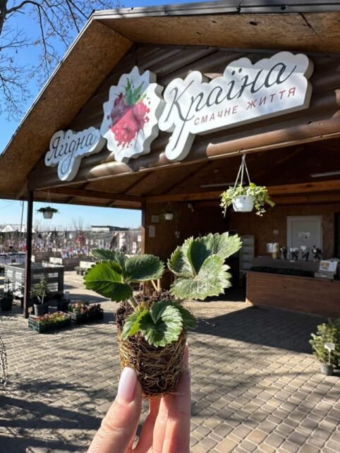 Квадратні кавуни та чернігівські полуниці в травні: чим дивуватиме «Ягідна країна» цьогоріч