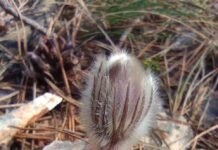 Ні підсніжники, ні проліски: про прихід весни у соснові ліси Чернігівського Полісся сповіщає сон-трава