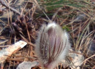 Ні підсніжники, ні проліски: про прихід весни у соснові ліси Чернігівського Полісся сповіщає сон-трава