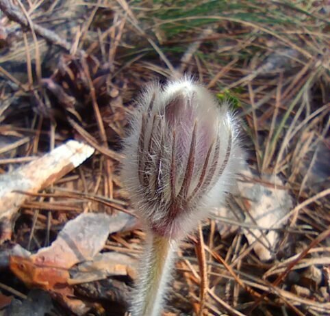 Ні підсніжники, ні проліски: про прихід весни у соснові ліси Чернігівського Полісся сповіщає сон-трава