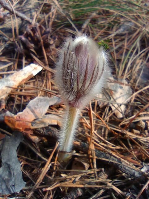 Ні підсніжники, ні проліски: про прихід весни у соснові ліси Чернігівського Полісся сповіщає сон-трава