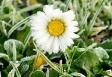 До мінус 5º на поверхні ґрунту: на Чернігівщині прогнозують нічні заморозки