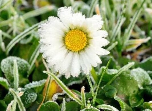 До мінус 5º на поверхні ґрунту: на Чернігівщині прогнозують нічні заморозки