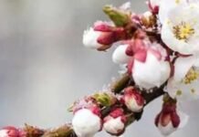 Заморозки не відступають: на Чернігівщині знову оголосили помаранчевий рівень небезпеки