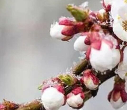 Заморозки не відступають: на Чернігівщині знову оголосили помаранчевий рівень небезпеки