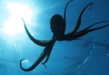 Кракен оказался реальным: океан держали в страхе гигантские осьминоги 19 м в длину (фото)