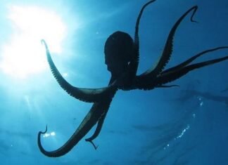 Кракен оказался реальным: океан держали в страхе гигантские осьминоги 19 м в длину (фото)