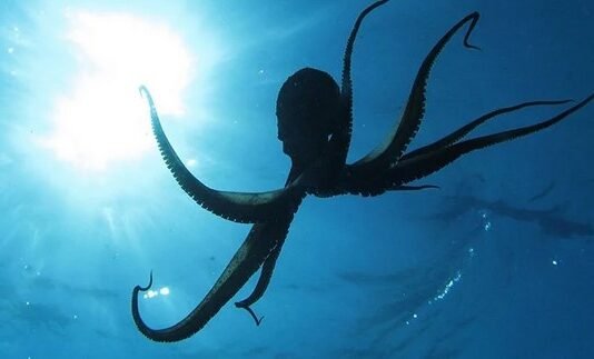 Кракен оказался реальным: океан держали в страхе гигантские осьминоги 19 м в длину (фото)