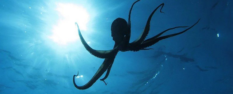 Кракен оказался реальным: океан держали в страхе гигантские осьминоги 19 м в длину (фото)