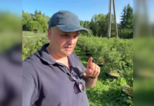 Посадил и стал миллионером: украинец додумался, как зарабатывать в Карпатах (фото)