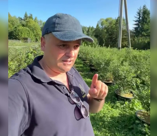 Посадил и стал миллионером: украинец додумался, как зарабатывать в Карпатах (фото)