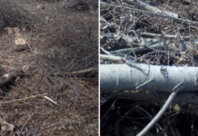 На Чернігівщині під час розчищення чагарників незаконно вирубали дерева на понад 820 тисяч гривень