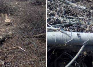 На Чернігівщині під час розчищення чагарників незаконно вирубали дерева на понад 820 тисяч гривень