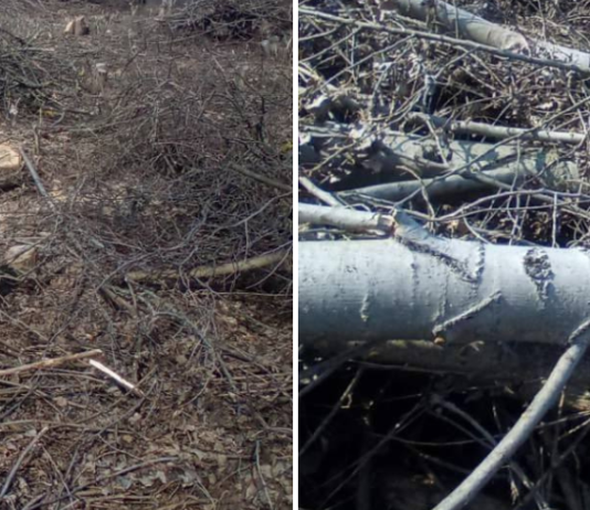 На Чернігівщині під час розчищення чагарників незаконно вирубали дерева на понад 820 тисяч гривень