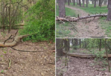 У Чернігові через сильний вітер у Ялівщині падають дерева: мешканців просять не відвідувати парк