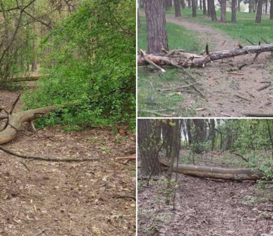 У Чернігові через сильний вітер у Ялівщині падають дерева: мешканців просять не відвідувати парк