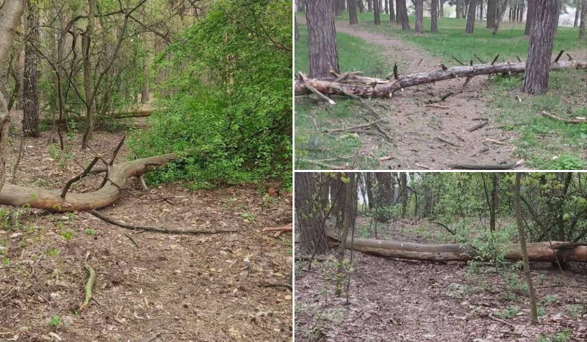 У Чернігові через сильний вітер у Ялівщині падають дерева: мешканців просять не відвідувати парк
