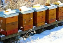 На Чернігівщині через важку зиму масово загинули бджоли