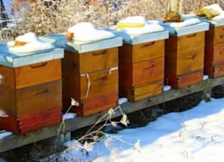 На Чернігівщині через важку зиму масово загинули бджоли