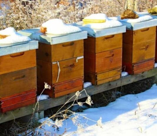На Чернігівщині через важку зиму масово загинули бджоли