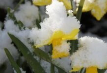 До -5°C у повітрі: нічні заморозки накриють Чернігівщину