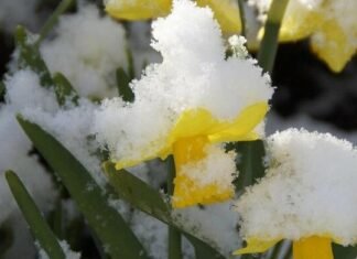 До -5°C у повітрі: нічні заморозки накриють Чернігівщину