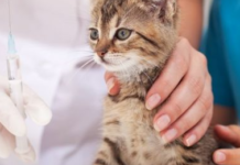 У Чернігові безкоштовно вакцинуватимуть від сказу котів та собак: коли і де