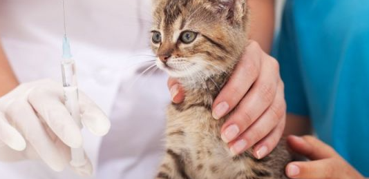 У Чернігові безкоштовно вакцинуватимуть від сказу котів та собак: коли і де
