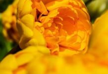 Коли прийде справжнє тепло: синоптики дали прогноз для Чернігівщини