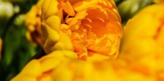 Коли прийде справжнє тепло: синоптики дали прогноз для Чернігівщини