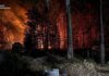 У Зоні відчуження триває ліквідація масштабної лісової пожежі, вогнем пройдено 1200 га