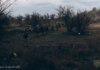 Ворог здійснив понад 50 атак на фронті, найактивніше діє на Гуляйпільському та Покровському напрямках — Генштаб