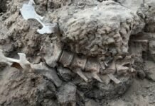 Археологи нашли скелет животного возрастом 1000 лет в мусорной куче: что это дало ученым