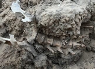 Археологи нашли скелет животного возрастом 1000 лет в мусорной куче: что это дало ученым