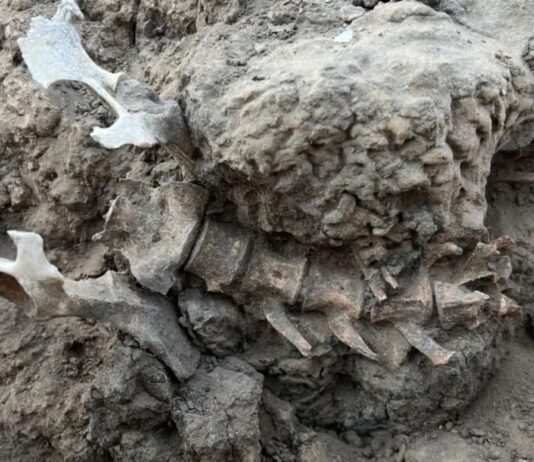 Археологи нашли скелет животного возрастом 1000 лет в мусорной куче: что это дало ученым