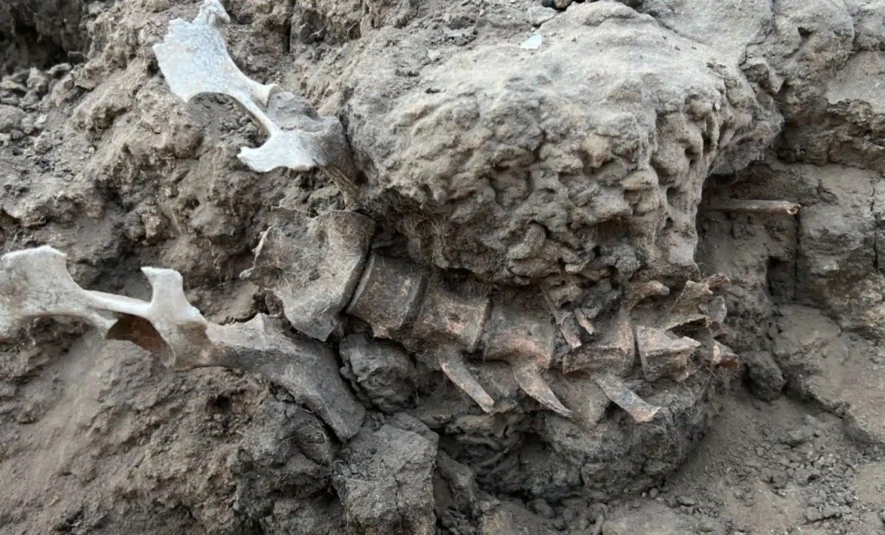 Археологи нашли скелет животного возрастом 1000 лет в мусорной куче: что это дало ученым