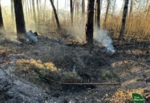 Внаслідок російських атак на Чернігівщині та Сумщині вигоріло понад 16 гектарів лісу