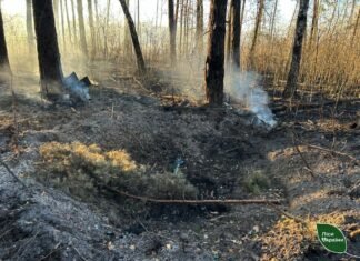 Внаслідок російських атак на Чернігівщині та Сумщині вигоріло понад 16 гектарів лісу