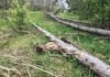 На Чернігівщині внаслідок негоди та вітролому загинув лось: придавило деревом